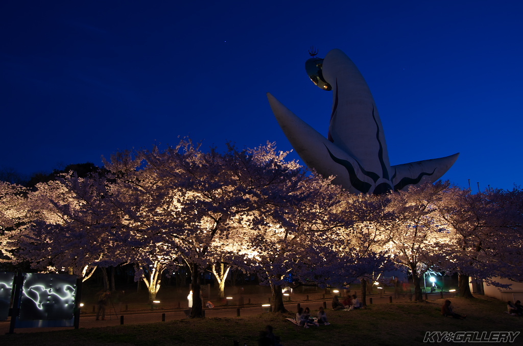 万博公園　お花見ライトアップ