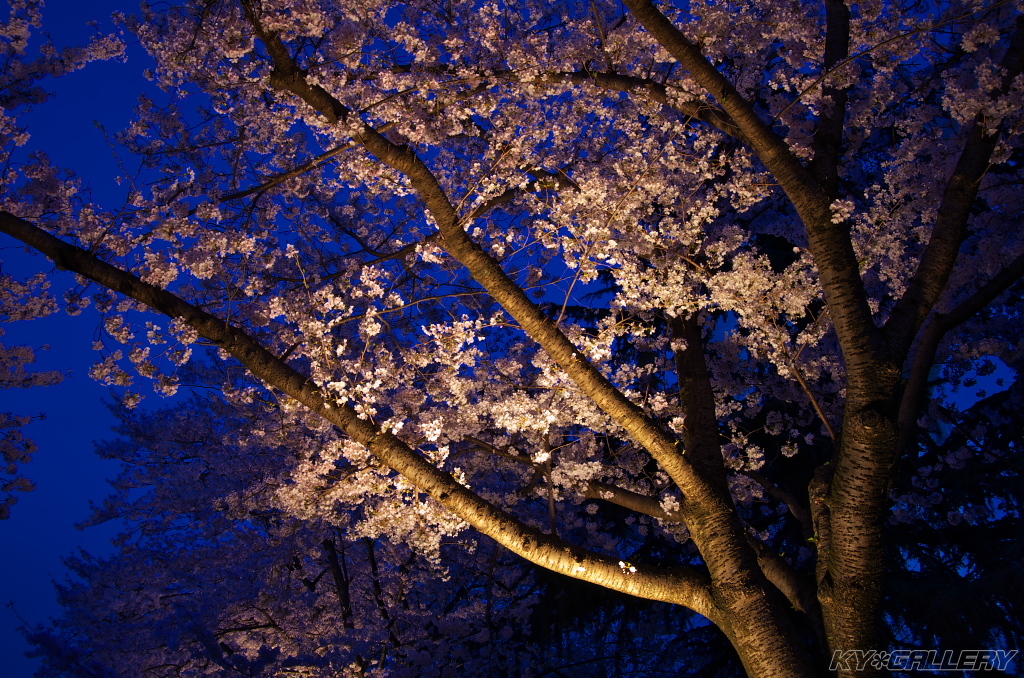 万博公園　お花見ライトアップ
