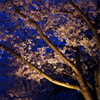 万博公園　お花見ライトアップ