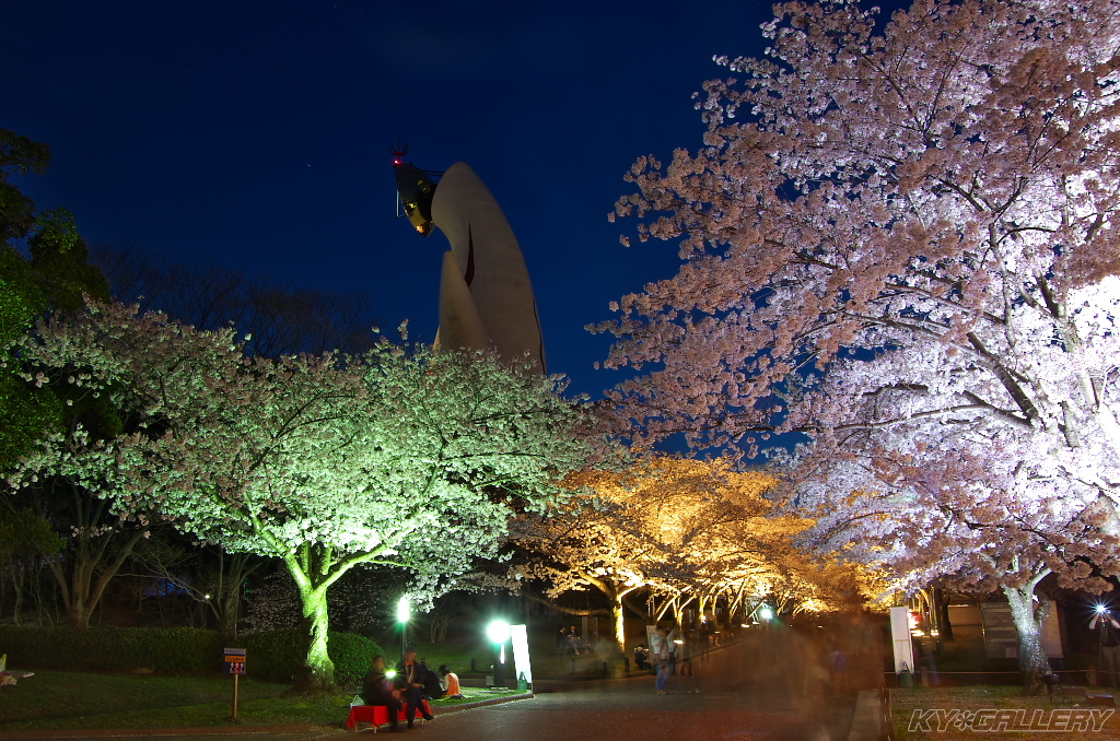 万博公園　お花見ライトアップ