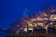 万博公園　お花見ライトアップ