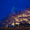 万博公園　お花見ライトアップ