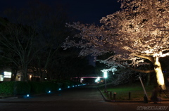 万博公園　お花見ライトアップ