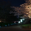 万博公園　お花見ライトアップ