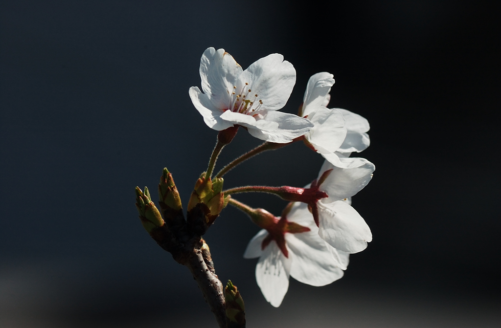 DSC_0960