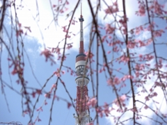 桜タワー