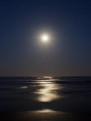 月に誘われて・・・・