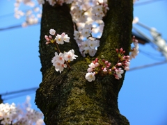 蕾も次第に膨らみ