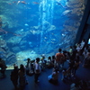 京都水族館の大水槽3