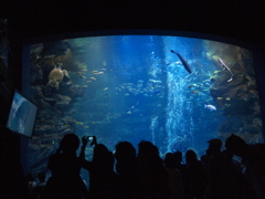 京都水族館の大水槽２