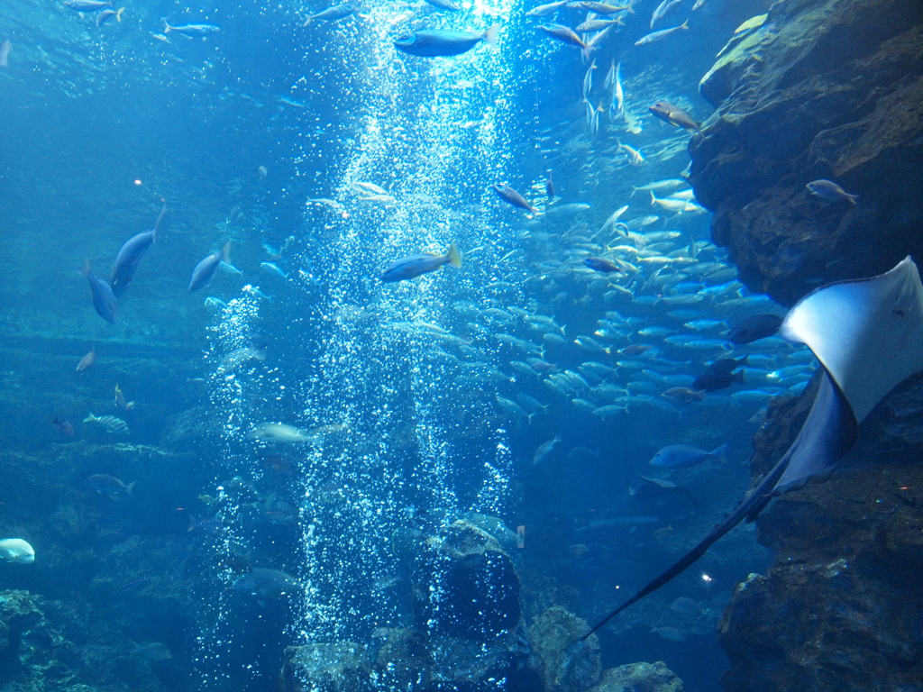 京都水族館の大水槽