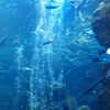 京都水族館の大水槽