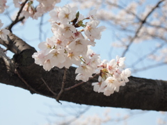 2012年 さくら3