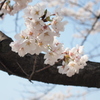 2012年 さくら3