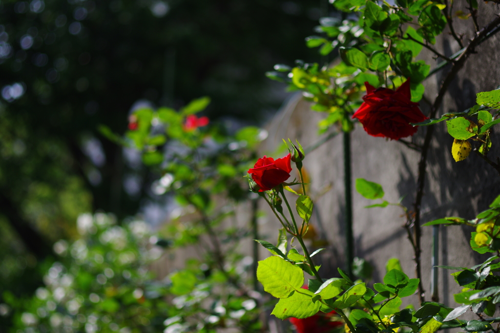 薔薇の女王様