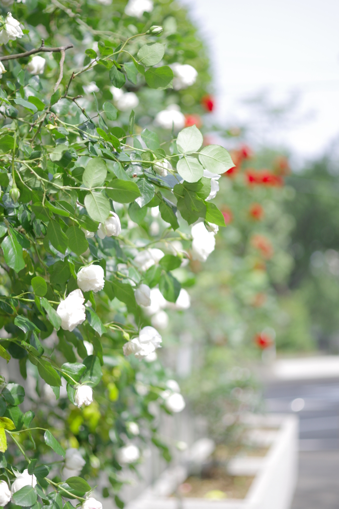 薔薇のある風景