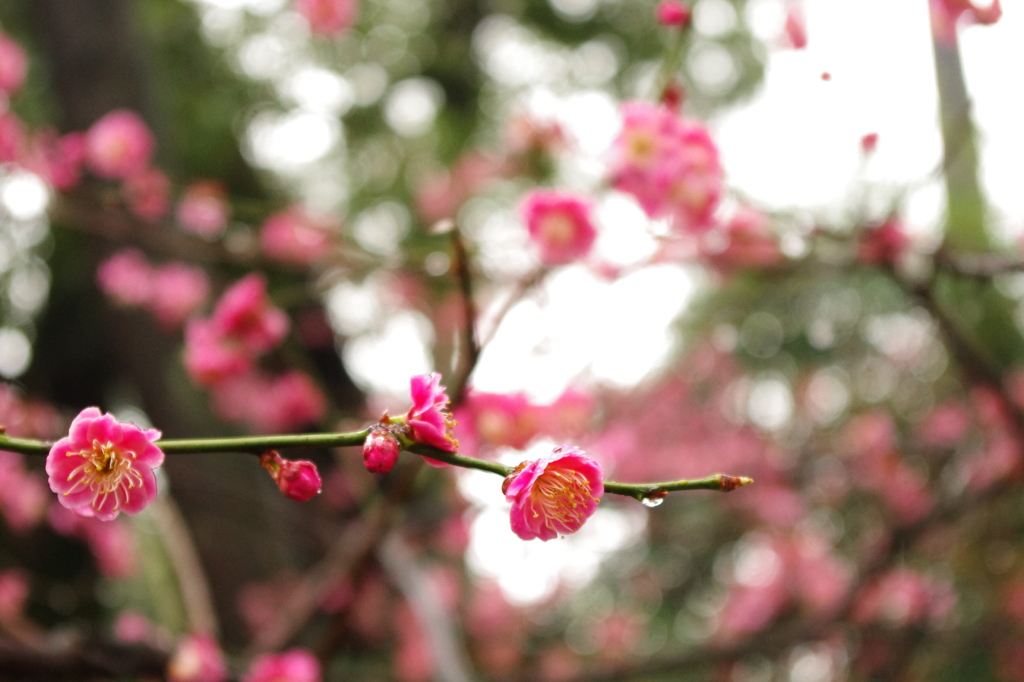 卒業式の花