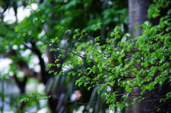 雨上がりの君たちは