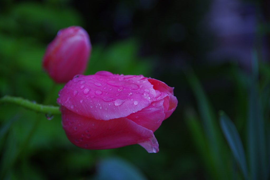 雨上がりの君たちは