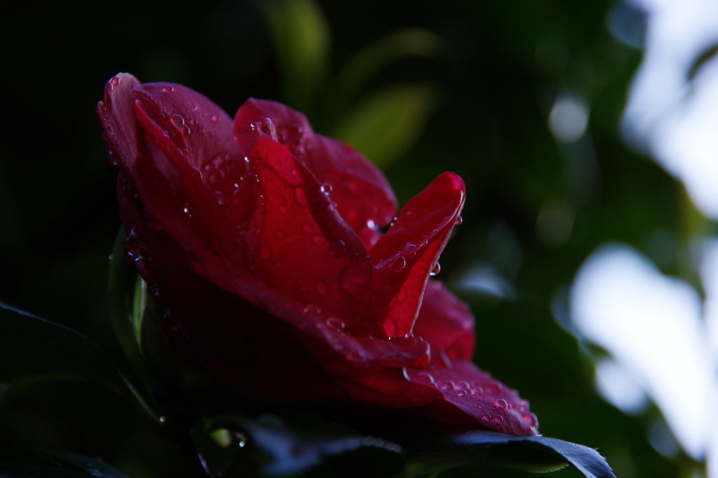 雨上がりの君たちは