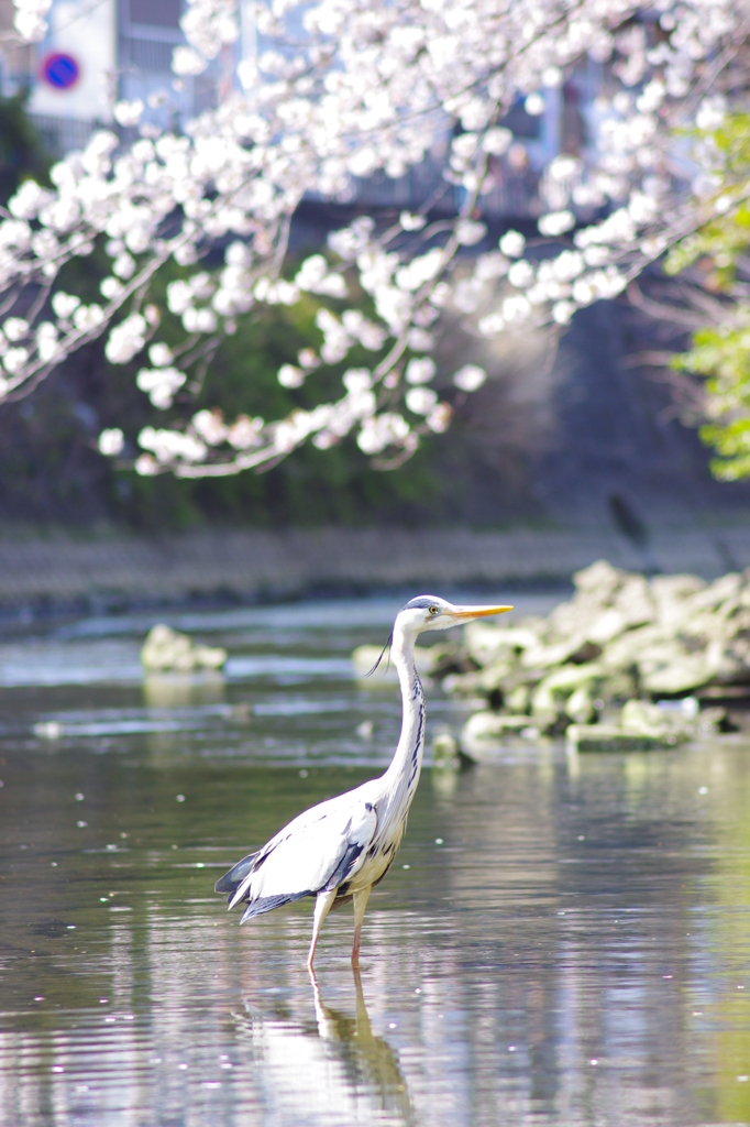 春・横浜