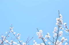 春、青く