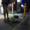  あら！ワンちゃんかわいい！
