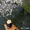 春の舟遊