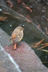 厳冬の ジョウビタキ