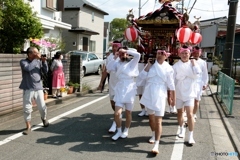  羽村の桜祭