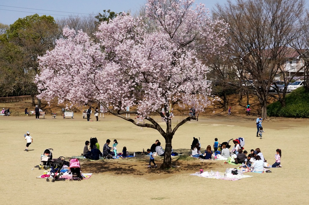  一本桜