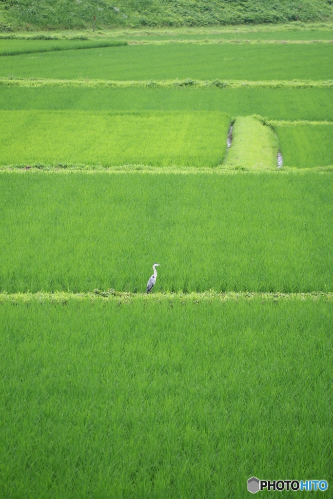  川越市鯨井のアオサギ