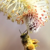 ミツバチの集荷
