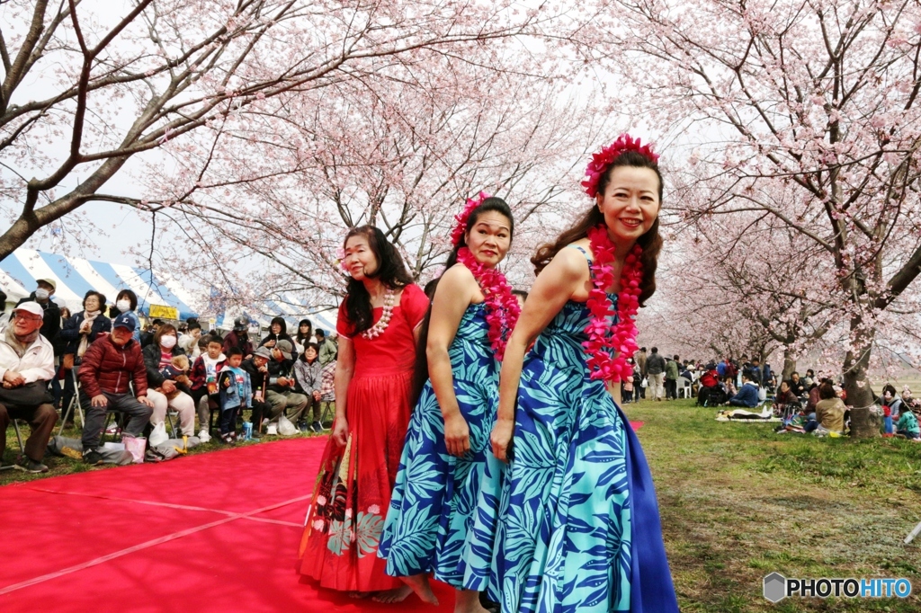  北浅羽桜まつり