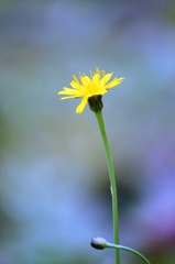 小さな雑草