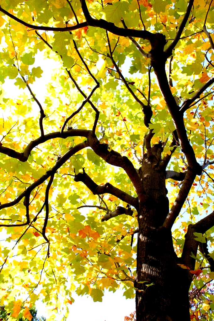 秋の大木