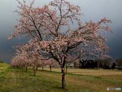 北浅羽桜まつり