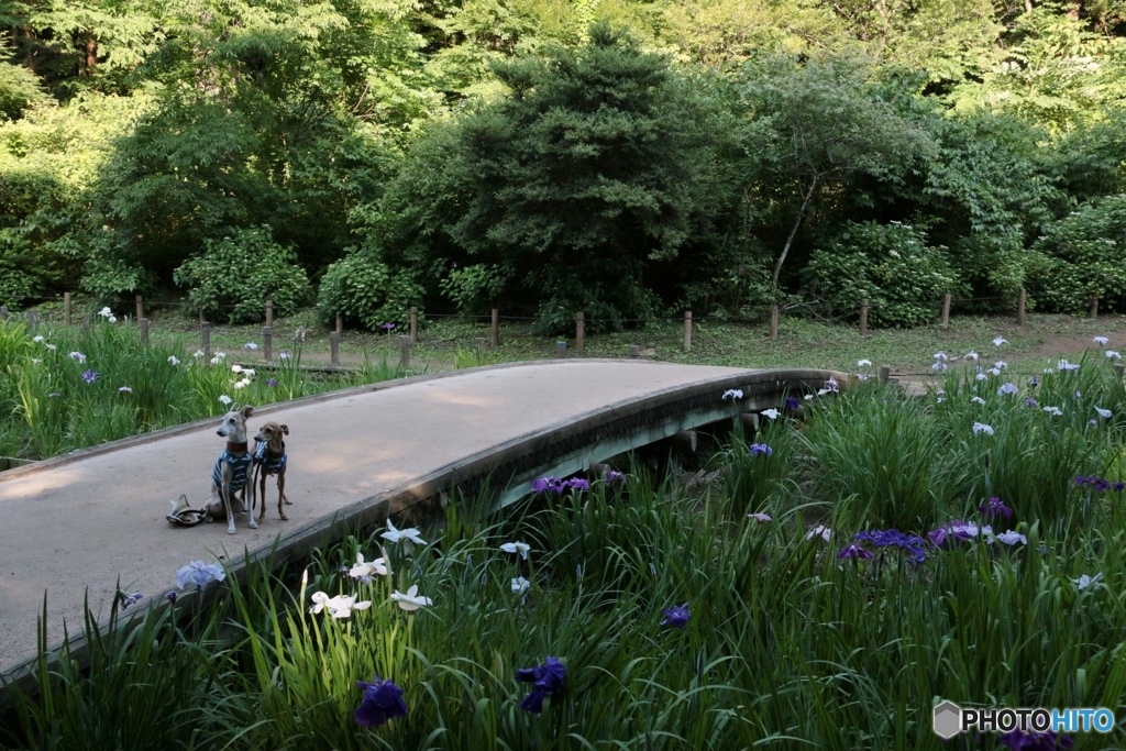 狭山市智光山公園