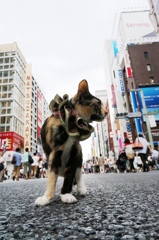  ねこ 銀ブラ