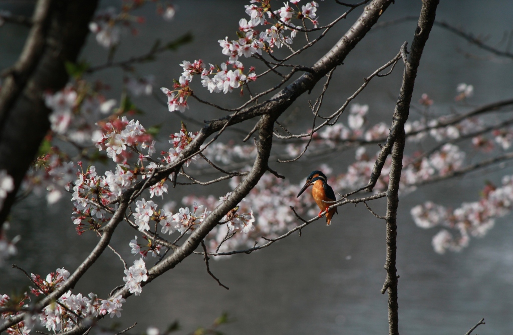  カワセミもお花見