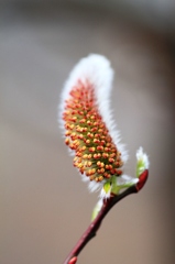  ネコヤナギの花