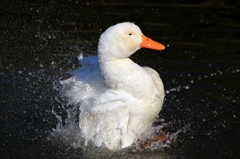 アヒルの行水