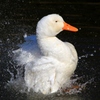 アヒルの行水