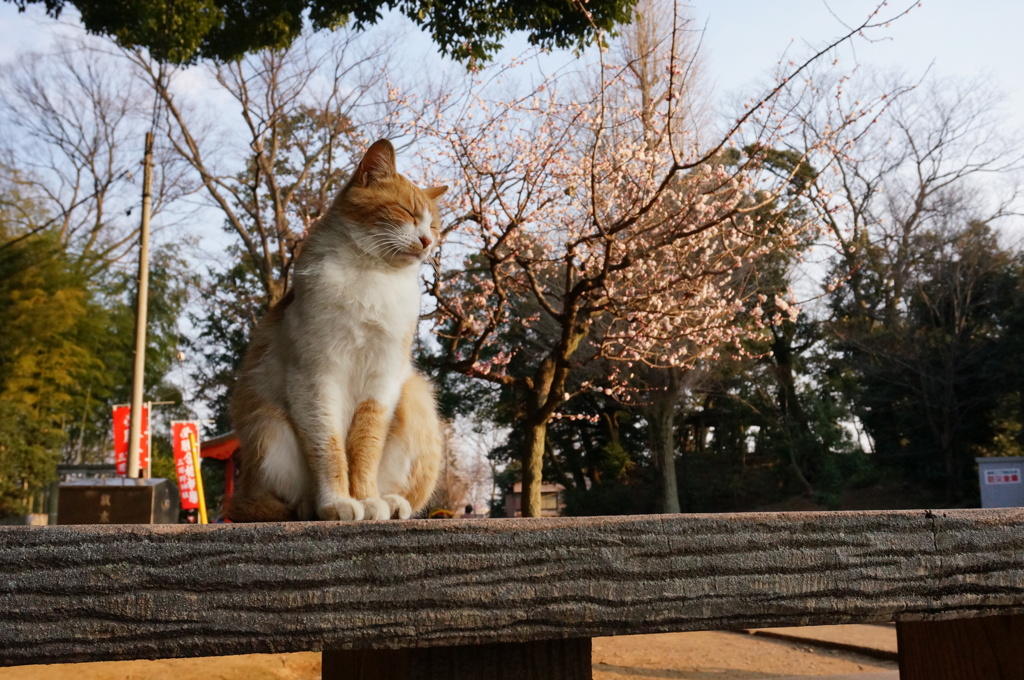  梅咲くころ