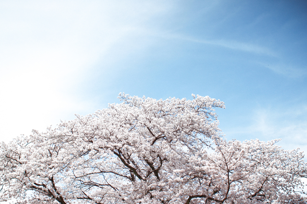 The Grand Tree Of SAKURA #2