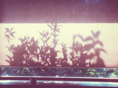 oneday