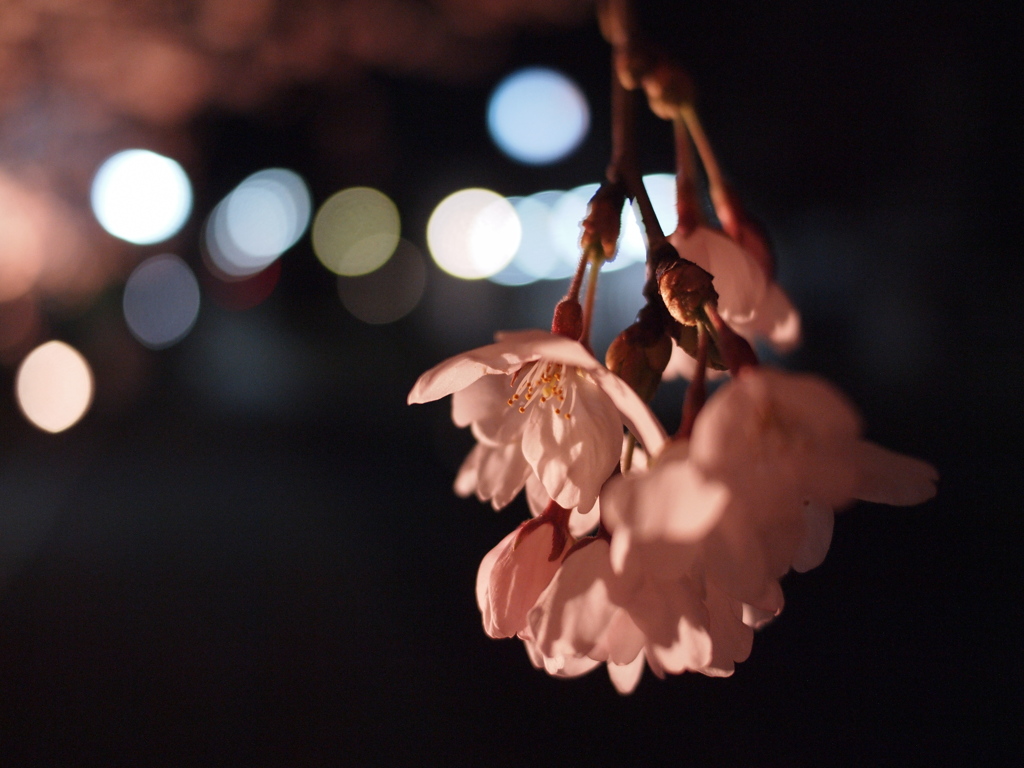 夜桜龍安寺駅