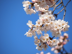 青空×桜咲