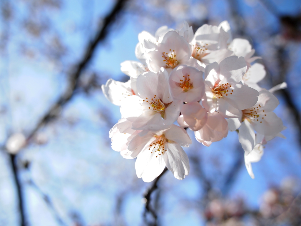 青空×桜咲