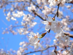 青空×桜咲